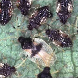 thumbnail for publication: Avocado Lace Bug, Pseudacysta perseae (Heidemann) (Insecta: Hemiptera: Tingidae)